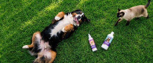Woof: Higiene e Cuidado Animal